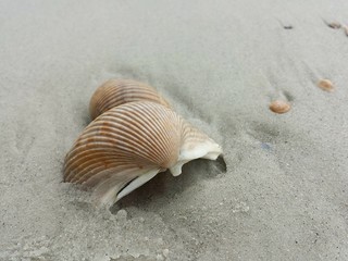 Selseashell on sand background in Atlantic coast of North Florida