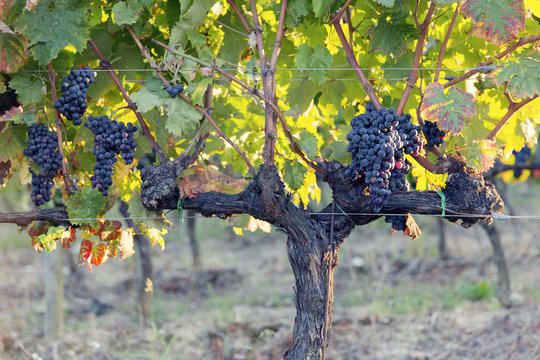 Europe,Italy,Umbria,Perugia district,Montefalco..Grape vine in autumn