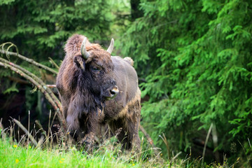 European Bison in the forest. Wisent. Bison bonasus © nmelnychuk