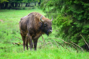 European Bison in the forest. Wisent. Bison bonasus © nmelnychuk