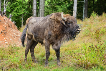 European Bison in the forest. Wisent. Bison bonasus © nmelnychuk
