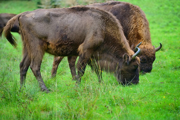Two adult European bisons in the meadow. Wisent. Bison bonasus