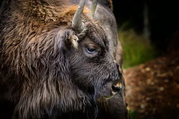 Fotobehang Portrait of European bison (Bison bonasus). Wisent. © nmelnychuk