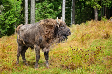 European Bison in the forest. Wisent. Bison bonasus © nmelnychuk