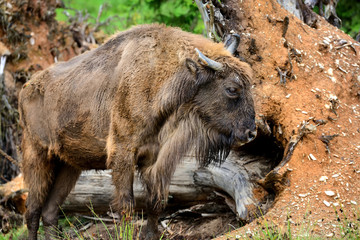 European Bison in the forest. Wisent. Bison bonasus © nmelnychuk