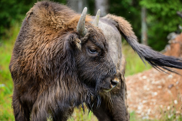 European Bison in the forest. Wisent. Bison bonasus © nmelnychuk