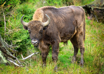 European Bison in the forest. Wisent. Bison bonasus © nmelnychuk