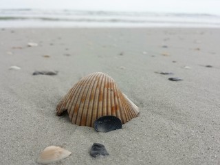Fototapeta na wymiar Seashell on sand background in Atlantic coast of North Florida 
