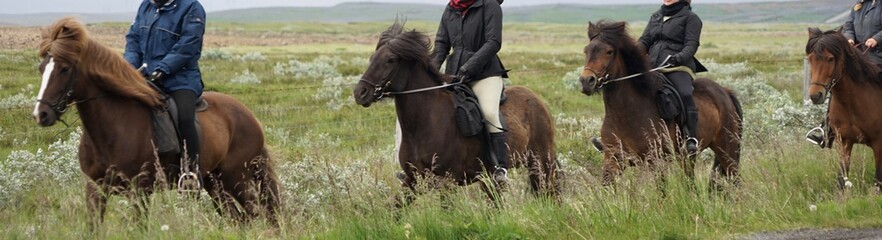 Island-Pferde beim Ausritt