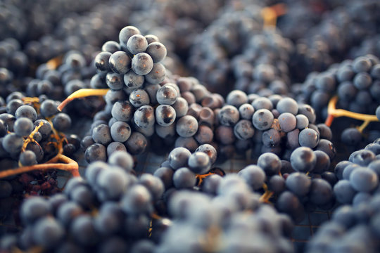 Close up of grape bunches growing in vineyard