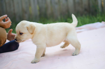 Little labrador puppy on the pink background. Cute white pet