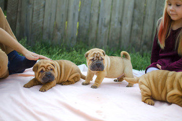 Three cute shar pei puppies. Lovely pets - brown little dogs.