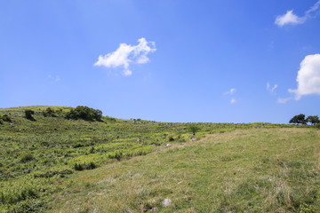 Obraz premium 四国カルスト 天狗高原の風景