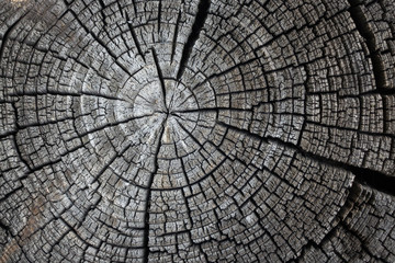 Спил дерева  старый © tanya_s