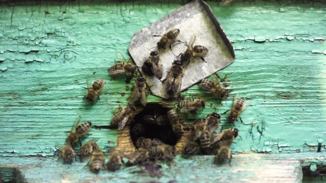 bees flying in and out beehive close up view