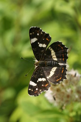 Landkärtchen auf Blüte