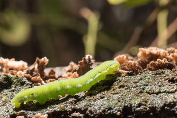 Caterpillar (The common grass yellow)