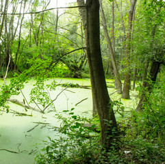 Obraz premium Bottomland forest