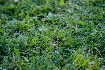 Green grass lawn background with dew drops
