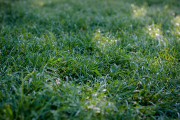 Green grass background