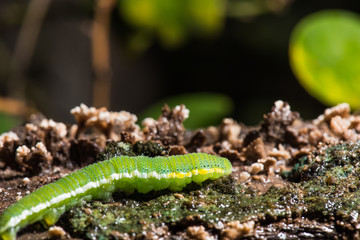 Caterpillar (The common grass yellow)