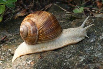 Weinbergschnecke