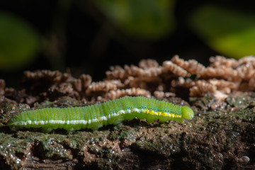 Caterpillar (The common grass yellow)