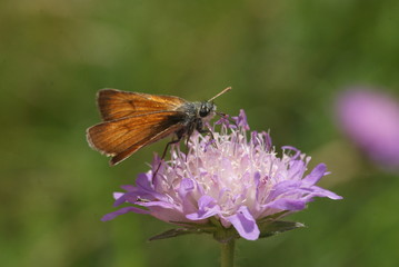Dickkopffalter auf Blüte