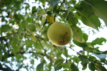 green pear in leaves on a tree in the garden 