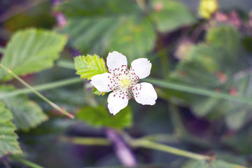 White beautiful blackberry flower on natural background