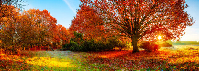 Panele Szklane Podświetlane  Krajobraz jesienią z dużym dębem