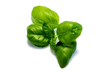 Basilikum basilikumblatt isoliert freigestellt auf weißen Hintergrund, Freisteller