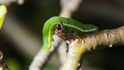 Caterpillar (The common grass yellow)