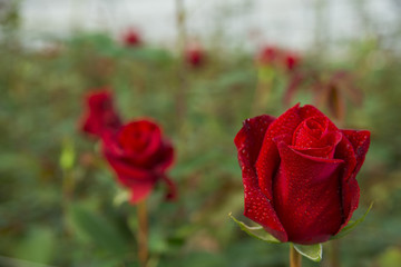 Cultivo de Rosas rojas Ecuatorianas en invernadero 