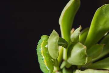 Caterpillar (The common grass yellow) with black background