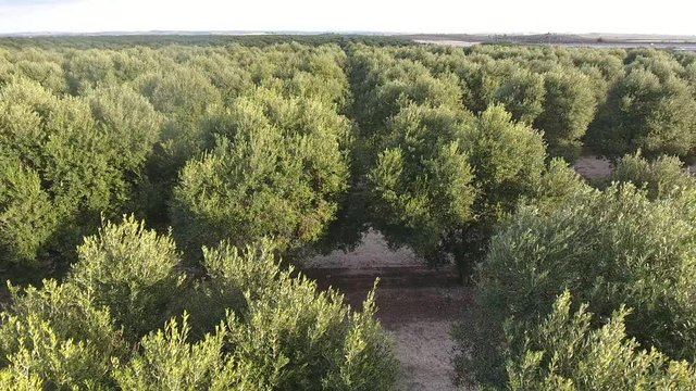 Olivar