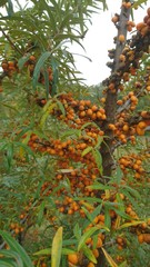 Tree of rowan with orange berries
