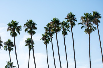 Obraz premium Palm Trees