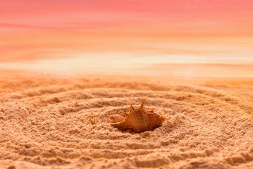 Fototapeta na wymiar Sea shell on the background of the sky and sand. Concentric circles on the sand, orange sand, sunset