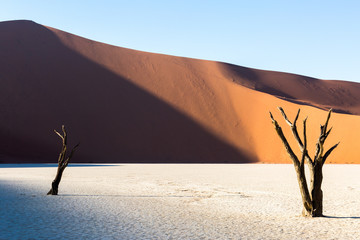Scenic view of bare trees at Namib Naukluft National Park