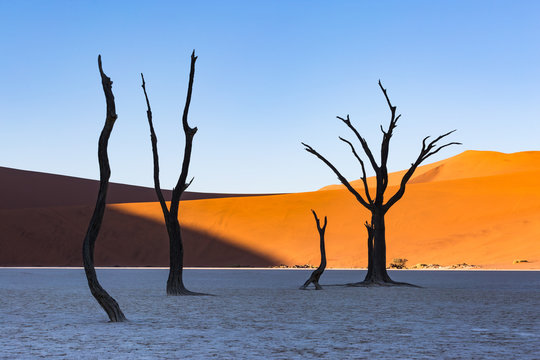 Dead Vlei, dead Acacia trees in the Namib desert at sunrise, Namibia. Africa © ClickAlps