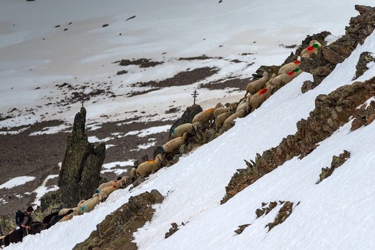 Senales/Schnals, South Tyrol, Italy. Since thousands of years the shepherd brings the sheep on the Giogo Basso (3016m) and to the summer pastures behind the Oetz Valley