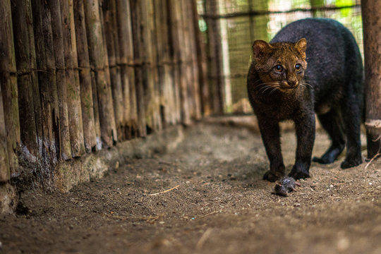 Jaguarundi und eine Maus in Costa Rica