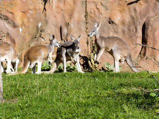 Red kangaroo, Megaleia rufa, is one of the biggest kangaroos