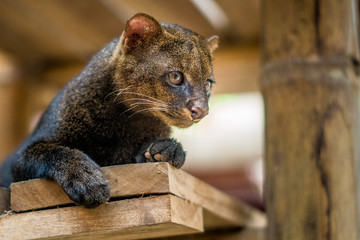 Aufnahme eines Jaguarundi in der Tierauffangstation in Costa Rica © danielpankoke