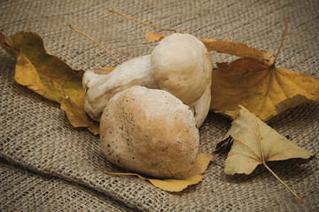 White mushroom with yellow dry leaves on a background of natural burlap