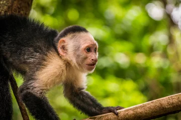 Fototapete Affe Junger Kapuziner in Costa Rica