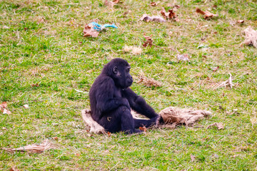 Gorilla in Cabarceno National Park