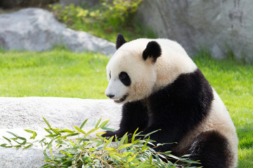 パンダ