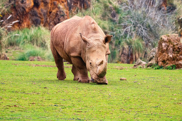 Obraz premium White rhinoceros or White Rhino, Ceratotherium simum, with big horn in Cabarceno Natural Park